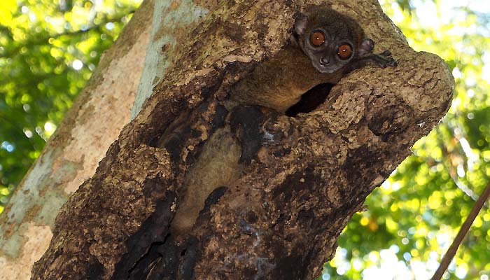 Hike and lemur in nosy be